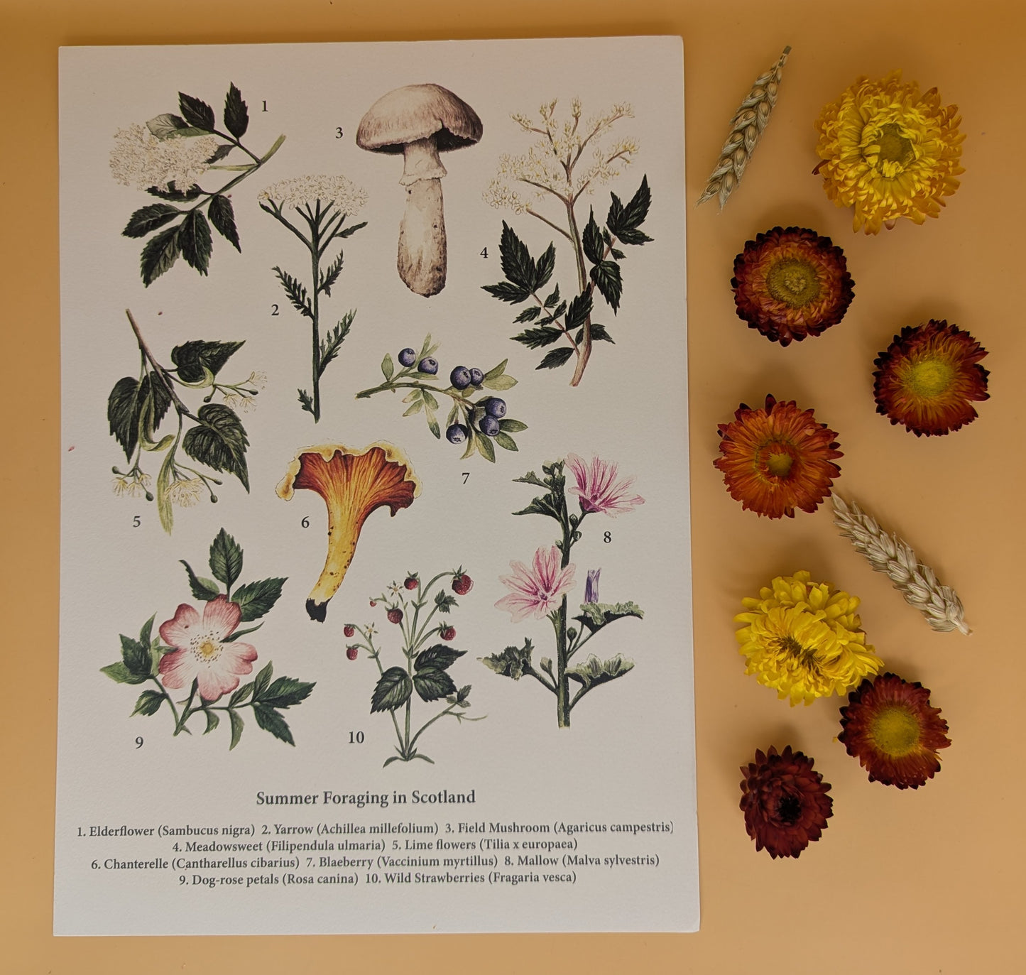 'Summer Foraging' Print by Katrin Blackwater