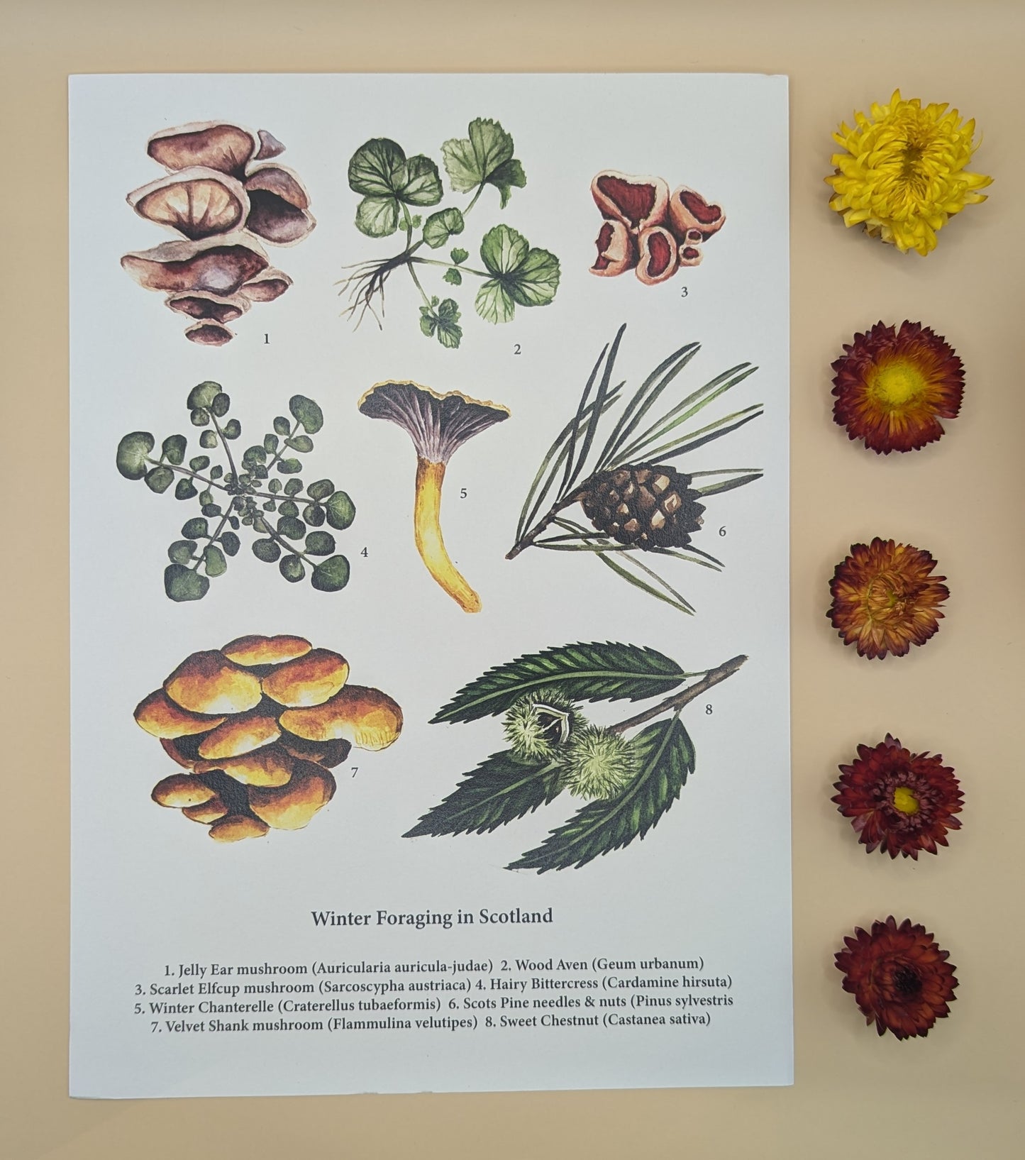 ‘Winter Foraging in Scotland' Print by Katrin Blackwater