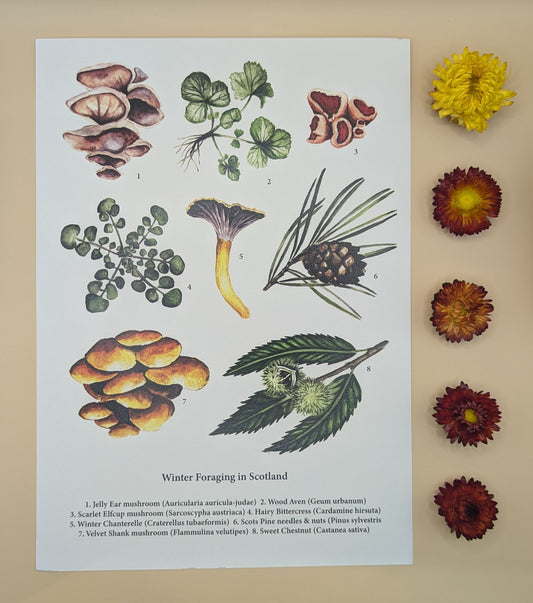 ‘Winter Foraging in Scotland' Print by Katrin Blackwater